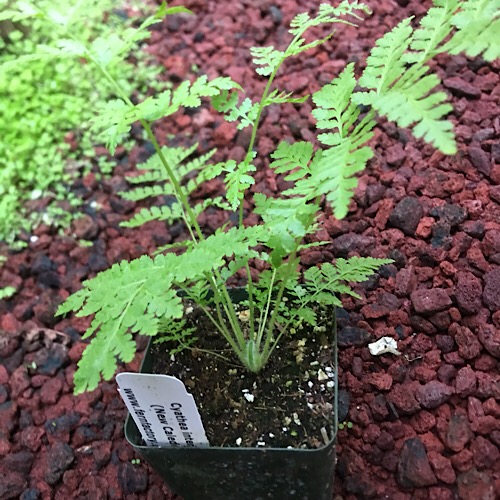 Cyathea intermedia tallest treefern for sale